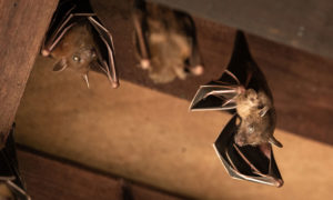 lib bat