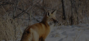 OWS fox in snow