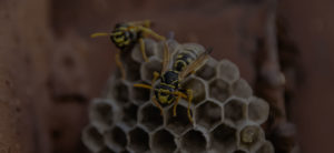 OWS wasps